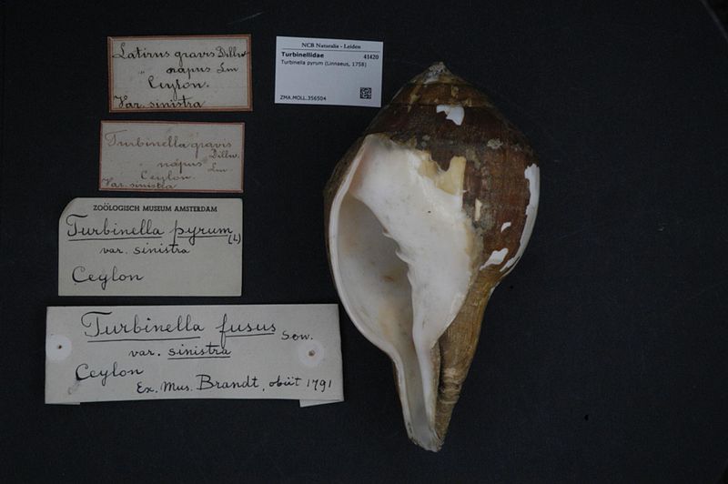 File:Naturalis Biodiversity Center - ZMA.MOLL.356504 - Turbinella pyrum (Linnaeus, 1758) - Turbinellidae - Mollusc shell.jpeg