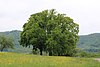 Natural monument group of trees Neue Weinberge.jpg