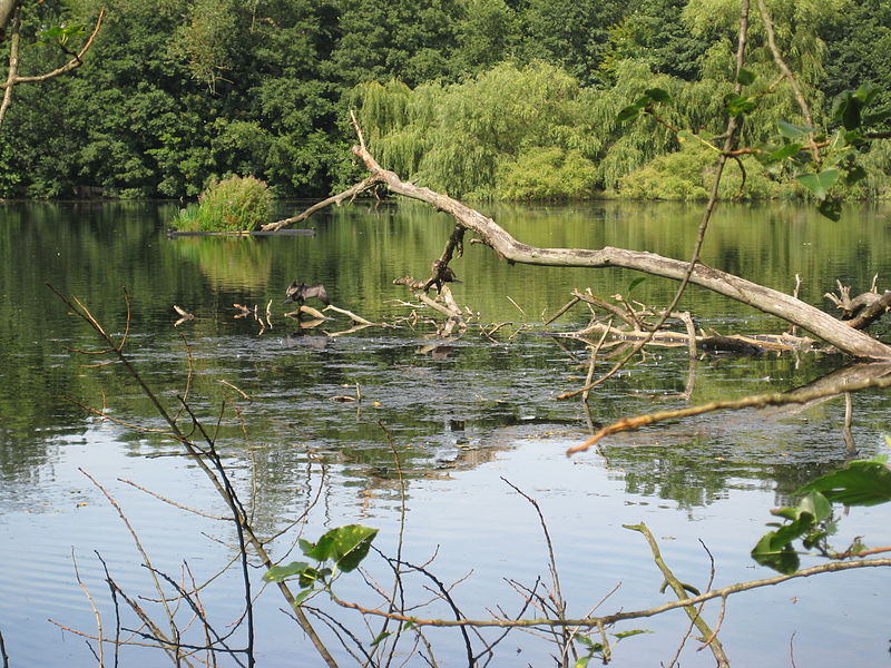 File:Naturerlebnisraum Ahrensburg IMG 0331.JPG