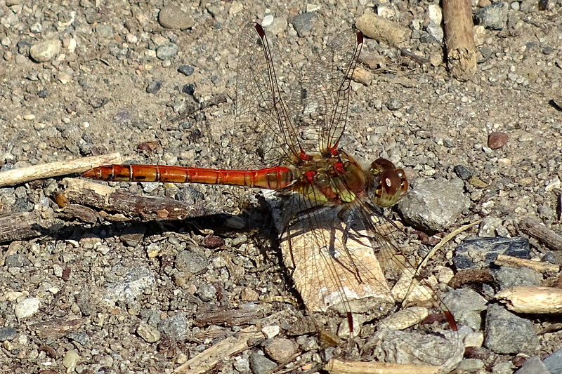 File:Naturschutzgebiet Leineaue zwischen Ruthe und Koldingen - Feuerlibelle (1).jpg