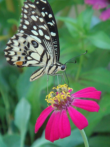 File:Nectar (520004947).jpg