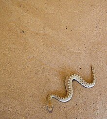 A neonate sidewinder rattlesnake (Crotalus cerastes) sidewinding Neonate sidewinder sidewinding with tracks unlabeled.jpg