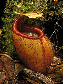 Nepenthes mira1.jpg