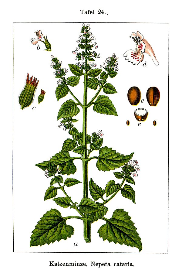 Image: Nepeta cataria Sturm 24cleaned