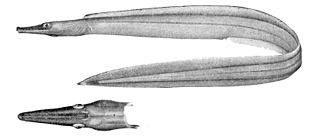 <span class="mw-page-title-main">Duck-billed eel</span> Species of fish