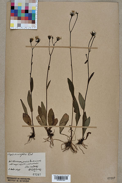 File:Neuchâtel Herbarium - Crepis mollis - NEU000013207.jpg