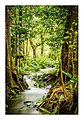 New Caledonia Forest Long Exposure (65502063).jpeg