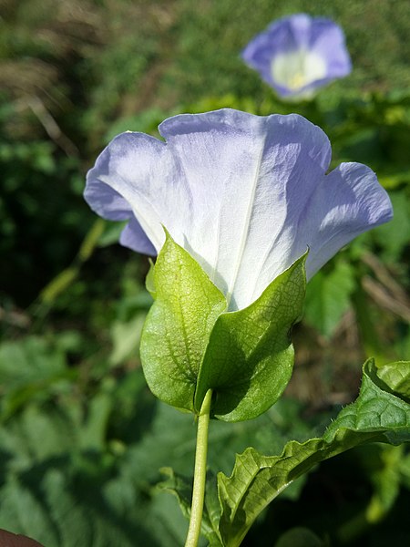 File:Nicandra physalodes sl105.jpg