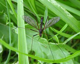 Nigrotipula nigra nigra