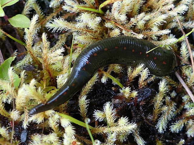 Freshwater Leech 