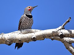 Goldspecht (Colaptes auratus)