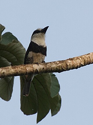 <span class="mw-page-title-main">White-necked puffbird</span> Species of bird