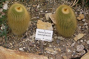 Descrição da imagem Notocactus leninghausii 800px jn.jpg.