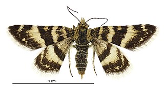 <i>Notoreas ortholeuca</i> species of insect