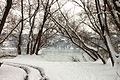 Čeština: Lužní lesy u břehu Dunaje v zimě v Novém Sadu, Srbsko English: Danube riverbank at winter in Novi Sad, Serbia Српски / srpski: Обала Дунава са шумом у Новом Саду зими