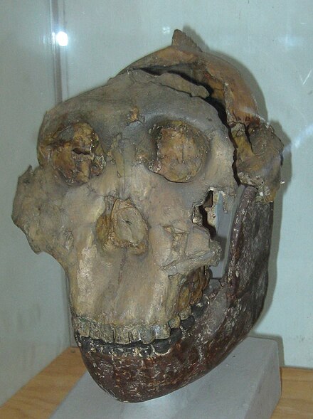 The Nutcracker Man, a 1.75-million-year-old skull at the National Museum