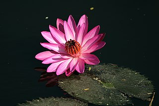 <i>Nymphaea rubra</i> Species of water lily