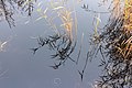 * Nomination Morning fog hangs over 'It Wikelslân. Reflection in water. Location, De Alde Feanen in Friesland. --Famberhorst 16:10, 12 November 2015 (UTC) * Promotion Good quality. --Hubertl 16:24, 12 November 2015 (UTC)