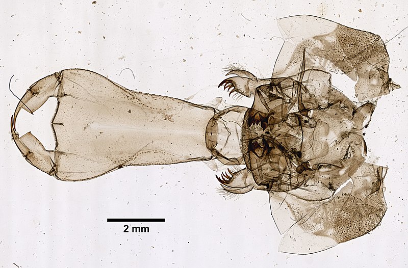 File:Odonata (YPM IZ 098620) 001.jpeg