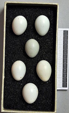 Eggs, Collection Museum Wiesbaden Oenanthe oenanthe MWNH 1870.JPG