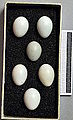 ביצים, מוזיאון האוסף ויסבאדן