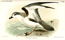 Illustration by Joseph Smit, 1896 OestrelataAxillarisSmit.jpg