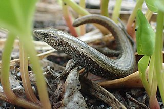 <i>Oligosoma smithi</i> Species of lizard