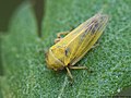 Oncopsis flavicollis (Linnaeus, 1761)