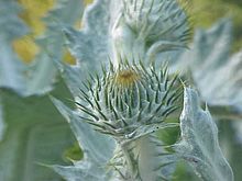 Onopordum acanthium - young flowering head