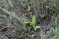 Ophrys omegaifera var. basilissa Portugal - Algarve