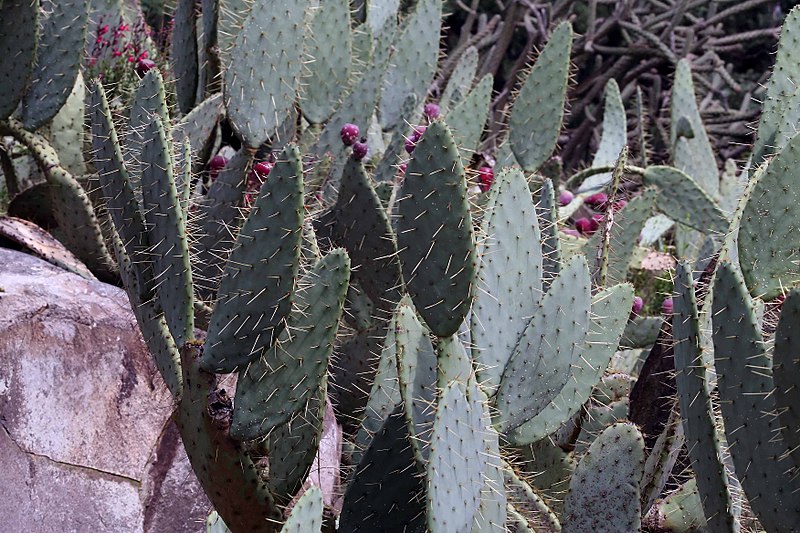 File:Opuntia macrorhiza 5zz.jpg