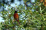 Thumbnail for File:Orchard oriole (53075227611).jpg