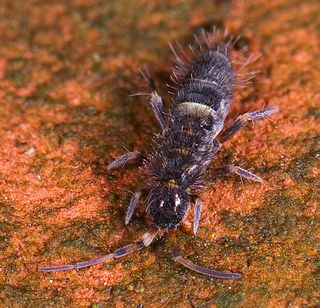 Springtail Subclass of arthropods