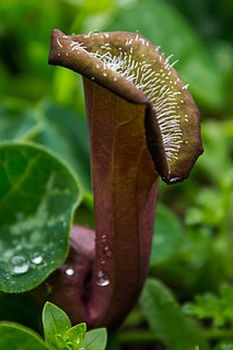 <i>Aristolochia chilensis</i>