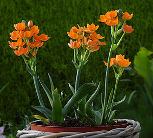 Ornithogalum dubium A.jpg