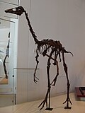 Hình thu nhỏ cho Ornithomimus