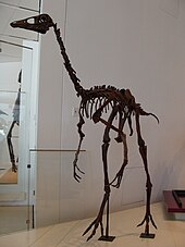 Ornithomimus edmontonicus OrnithomimusROM.JPG