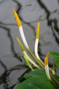 Orontium aquaticum.