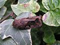 Orthosia gothica Nunvlinder