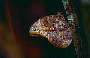 Owl Butterfly (Catoblepia xanthus xanthus) (10624376383).jpg