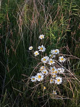 Oxeye Daisy (Leucanthemum vulgare)