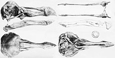 Lithographie des Dodo-Schädels im Oxford Museum