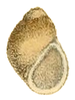 apertural view of a smooth ovate-conic shell
