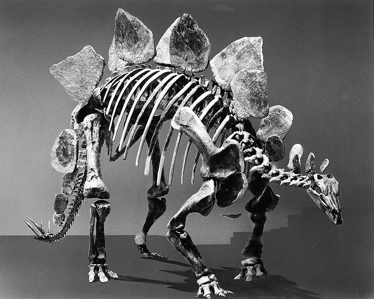 File:Paleontology Exhibit, Stegosaurus- Armored Dinosaur.jpg