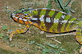 Panther Chameleon (Furcifer pardalis) (captive specimen) (9674525344).jpg