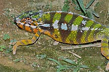 Camaleonte pantera (Furcifer pardalis) (esemplare in cattività) (9674525344).jpg