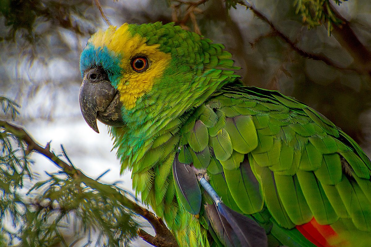 Papagaio de Kea foto de stock. Imagem de jogos, papagaio - 103429574