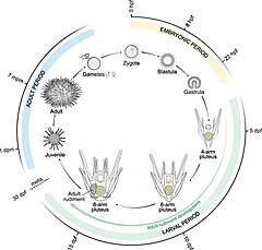 File:Paracentrotus lividus life cycle.jpg (Category:Paracentrotus lividus)