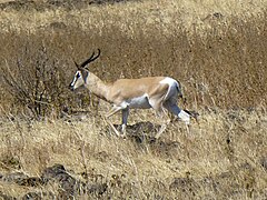 Gazelle de Soemmerring au parc national de Yangudi Rassa (Éthiopie) en janvier 2014.