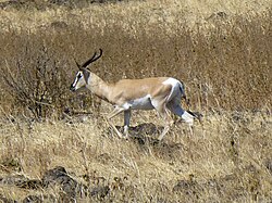 Parc national de Yangudi Rassa-Gazelle de Soemmerring (2).jpg